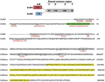 Ecdysone Receptor (EcR) and Ultraspiracle Protein (USP) Genes From Conopomorpha sinensis Bradley Eggs: Identification and Expression in Response to Insecticides